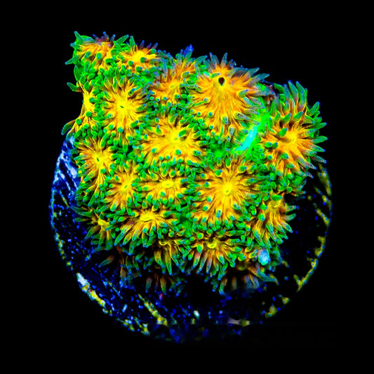 Lucky Burst Leptastrea Frag (Aquacultured) Size: M 0.75” to 1” Approx Frag