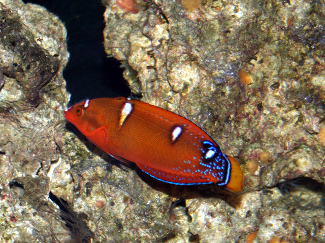 African Red Clown Coris Wrasse Juvenile Size: M 2" to 3"