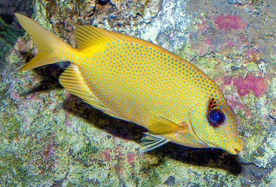 Blue Spotted Golden Rabbitfish Size : S 2" to 3"