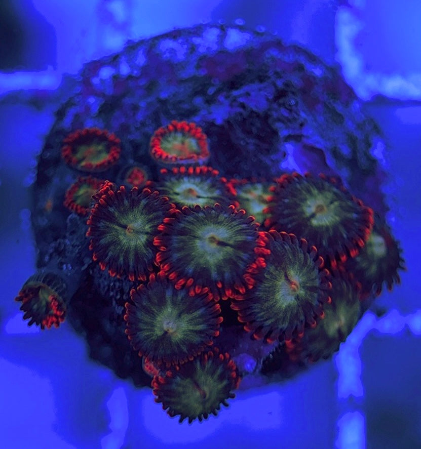 Aquacultured Zoanthids/Playthoa AZP031513 WYSIWYG