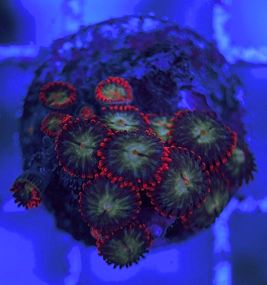 Aquacultured Zoanthids/Playthoa AZP031513 WYSIWYG