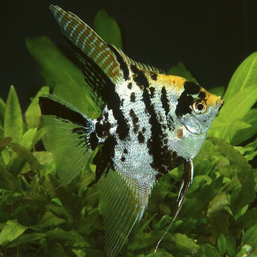 Golden Marble Angelfish Size: ML 2" to 3"