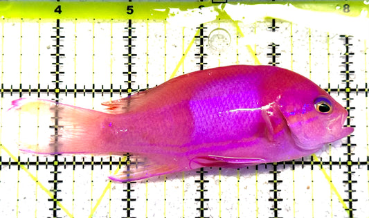 Squareback Anthias (Male) SA032105 WYSIWYG Size: L 4.75" approx
