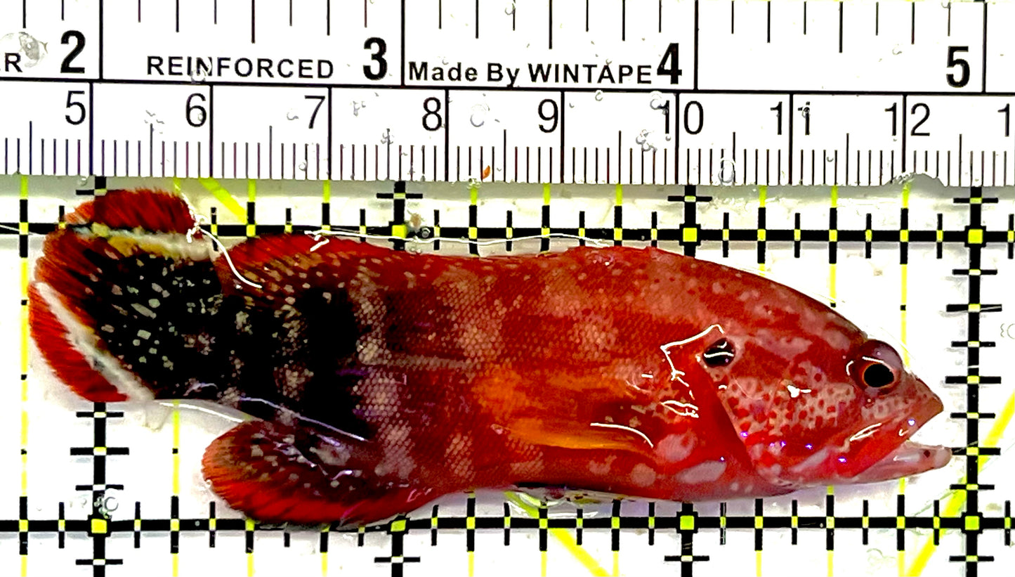 Red V-Tail Grouper RTG032002 WYSIWYG Size: M 3.25" approx