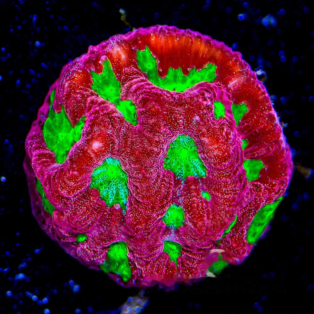 Red Dawn Favites Frag (Aquacultured) Size: M 0.75" to 1" Approx Frag
