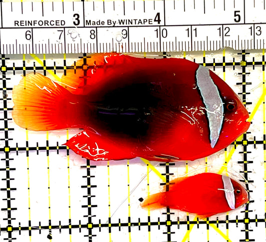 Cinnamon Clownfish Wildcaught Pair TCWP032101 WYSIWYG Size: Show 3" approx