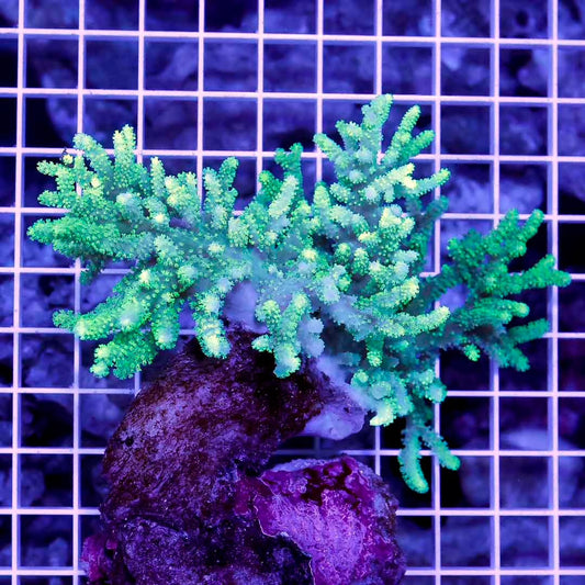 Aussie Ultra Neon Sinularia Mother Colony AUNSMC031302 WYSIWYG