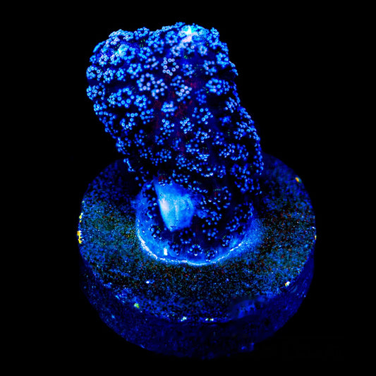 Blue Dream Stylophora Frag (Aquacultured) Size: M 0.75" to 1" Approx Frag