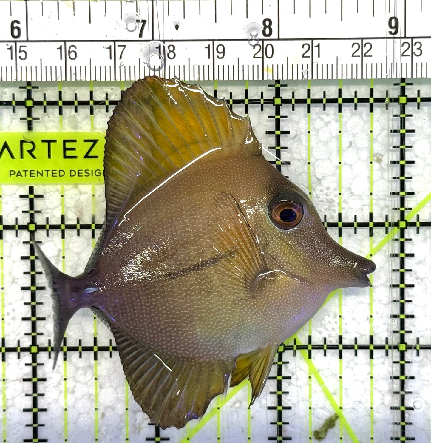 Scopas Tang ST033103 WYSIWYG Size: M 3" approx