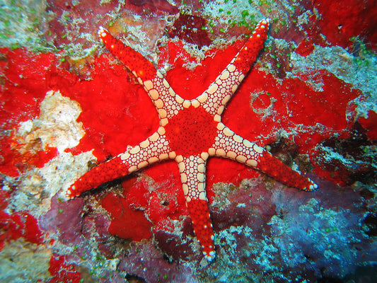 Red Fromia Starfish - Violet Aquarium 
