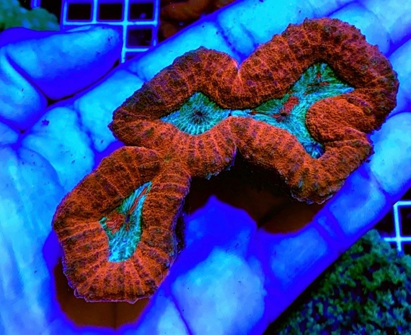 Aussie Hot Assorted Lobophyllia Size: L 1" to 2" Frag - Violet Aquarium 