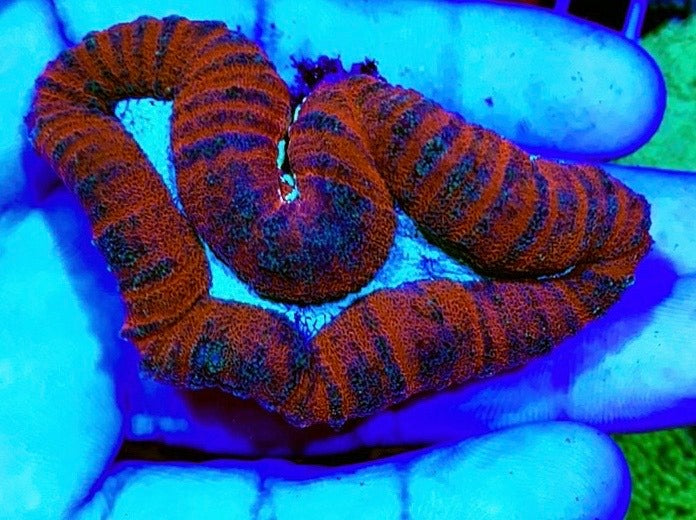 Aussie Hot Assorted Lobophyllia Size: L 1" to 2" Frag - Violet Aquarium 