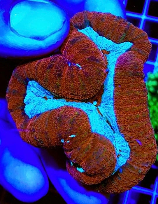 Aussie Hot Assorted Lobophyllia Size: L 1" to 2" Frag - Violet Aquarium 