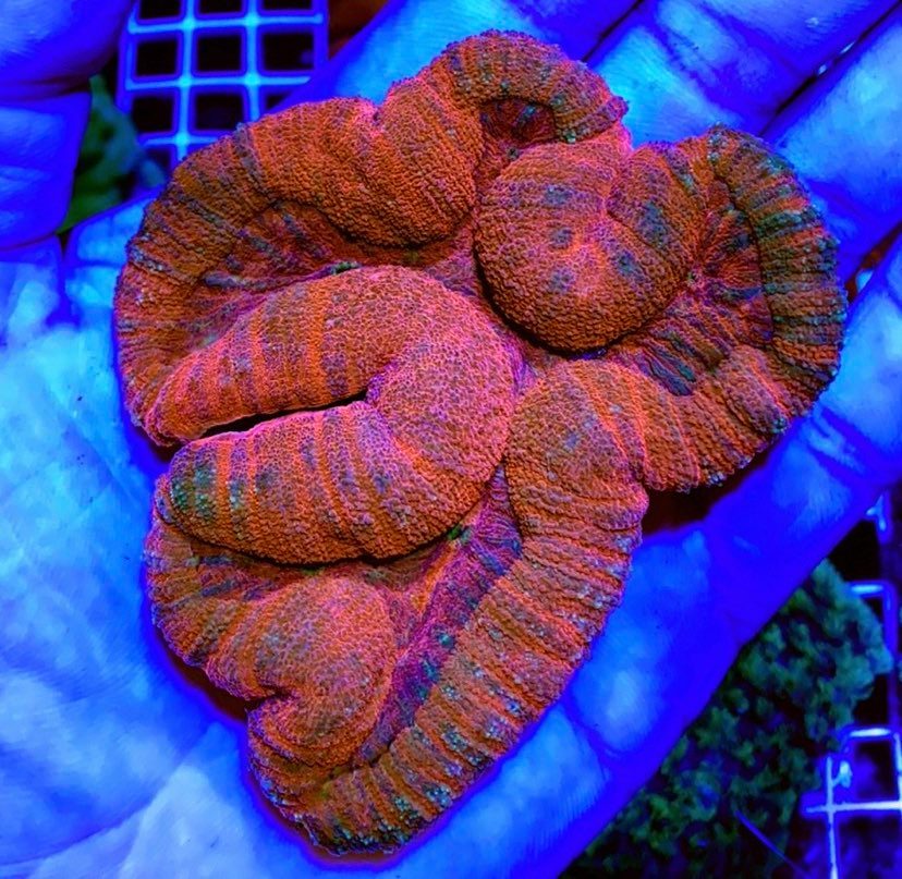 Aussie Hot Assorted Lobophyllia Size: L 1" to 2" Frag - Violet Aquarium 