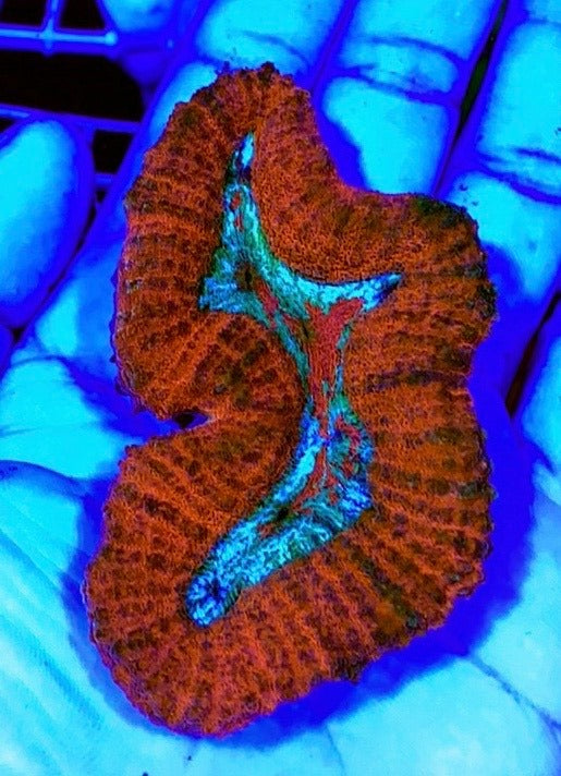 Aussie Hot Assorted Lobophyllia Size: L 1" to 2" Frag - Violet Aquarium 