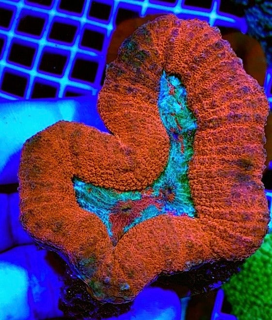 Aussie Hot Assorted Lobophyllia Size: L 1" to 2" Frag - Violet Aquarium 