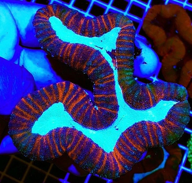 Aussie Hot Assorted Lobophyllia Size: L 1" to 2" Frag - Violet Aquarium 