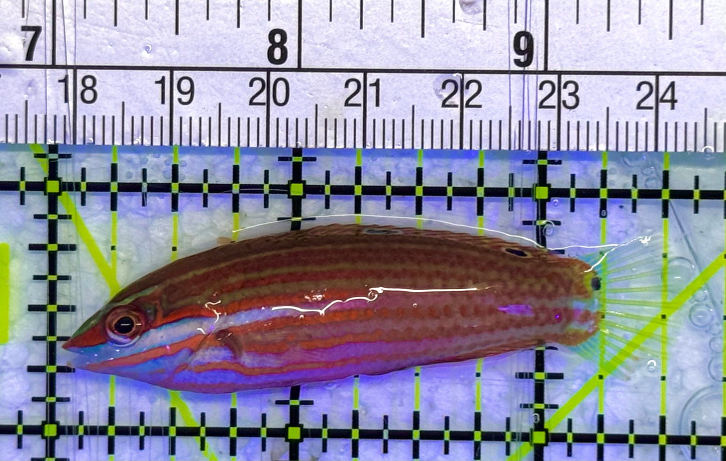 Christmas Wrasse CW040101 WYSIWYG Size: XL 2.5" approx