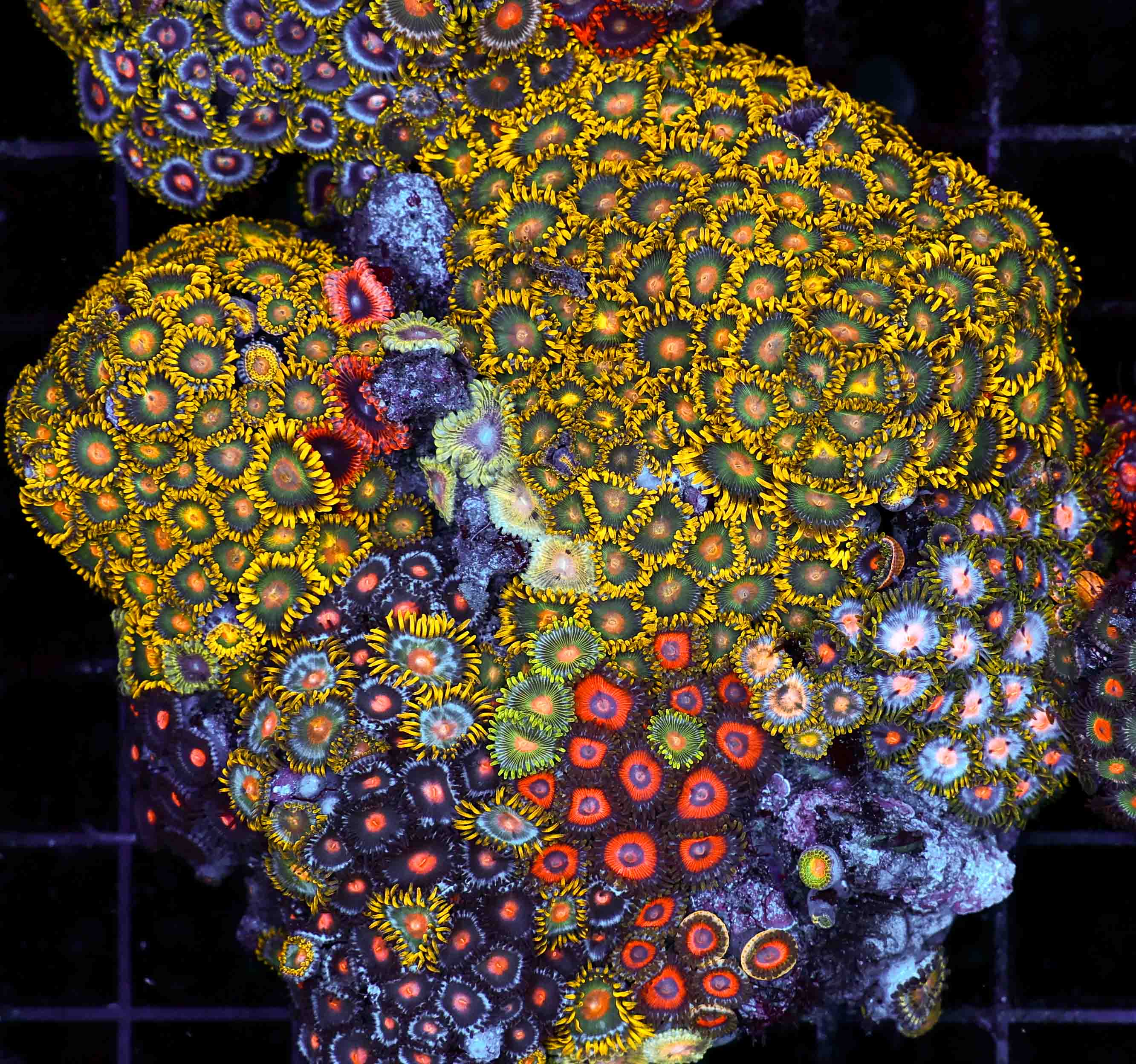 Indo Multicolor Zoa Size: M 0.75