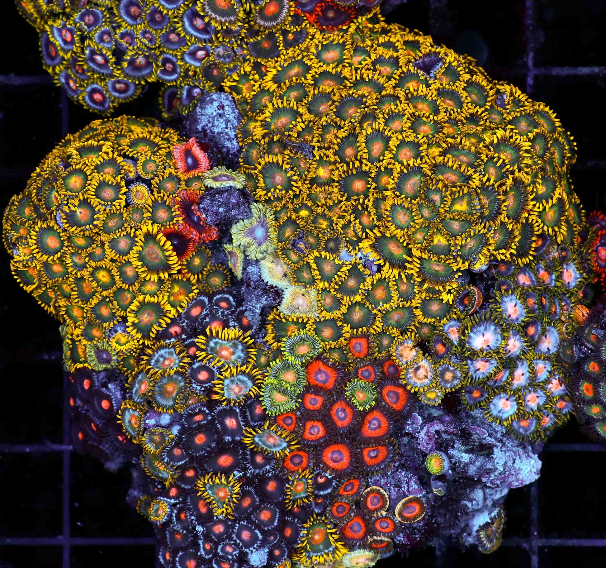 Indo Multicolor Zoa Size: M 0.75" to 1" Frag - Violet Aquarium 