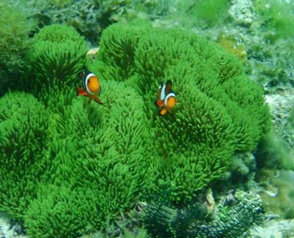 Rare Aussie Metallic Green Gigantea Carpet Anemone Size: XXL/SHOW  12" to 24"