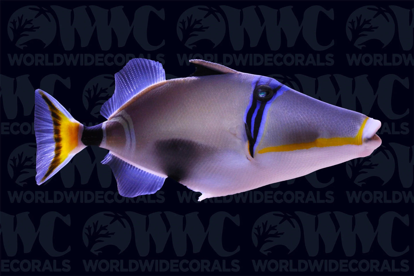 Very Rare Lunula Trigger (Tonga Special Grade)  Size: XXL 7" to 8"