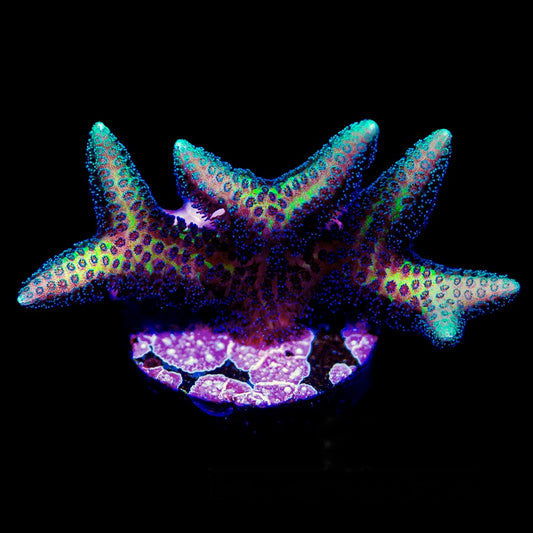 Twisted Birdsnest Frag (Aquacultured) Size: M 0.75” to 1” Approx Frag