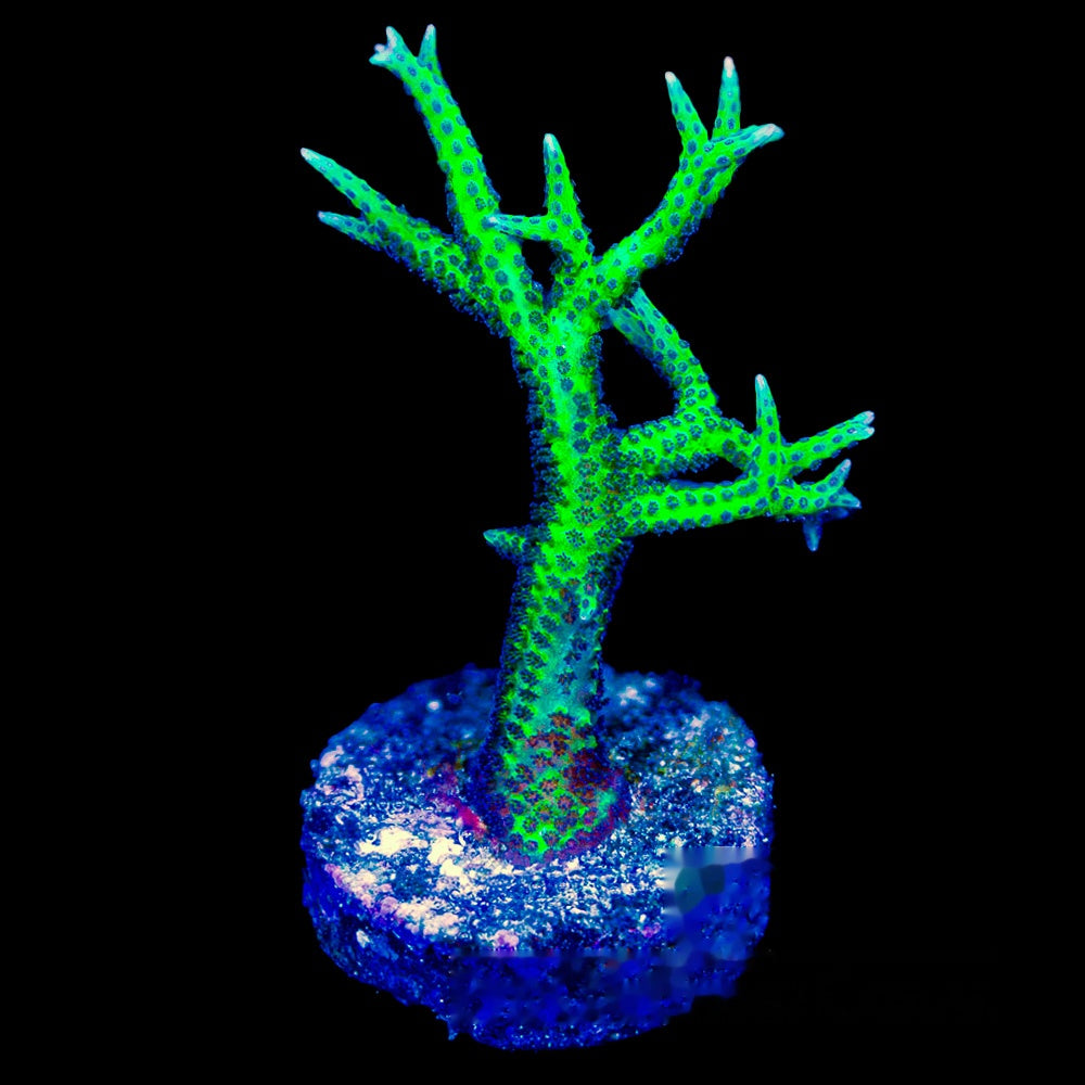 Ponape Birdsnest Frag (Aquacultured) Size: M 0.5" to 0.75" Approx Frag