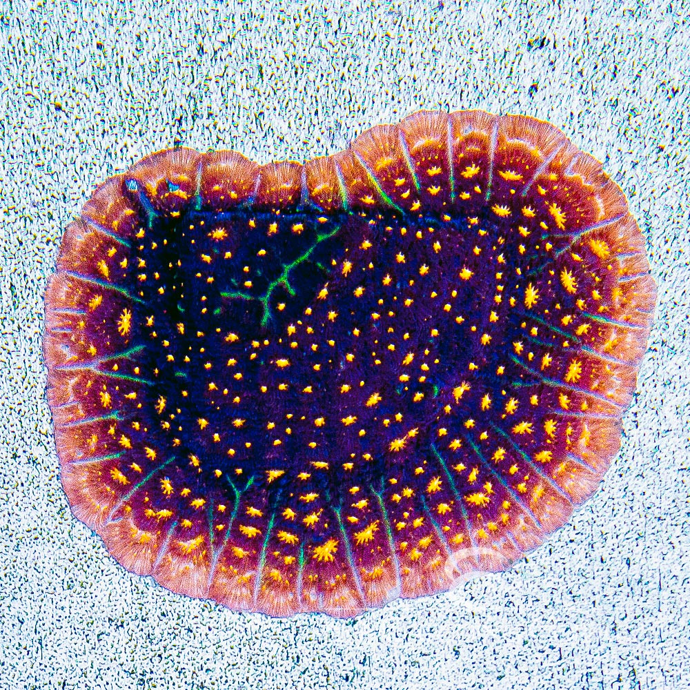 Fireworks Leptoseris Frag (Aquacultured) Size: M 0.75” to 1” Approx Frag
