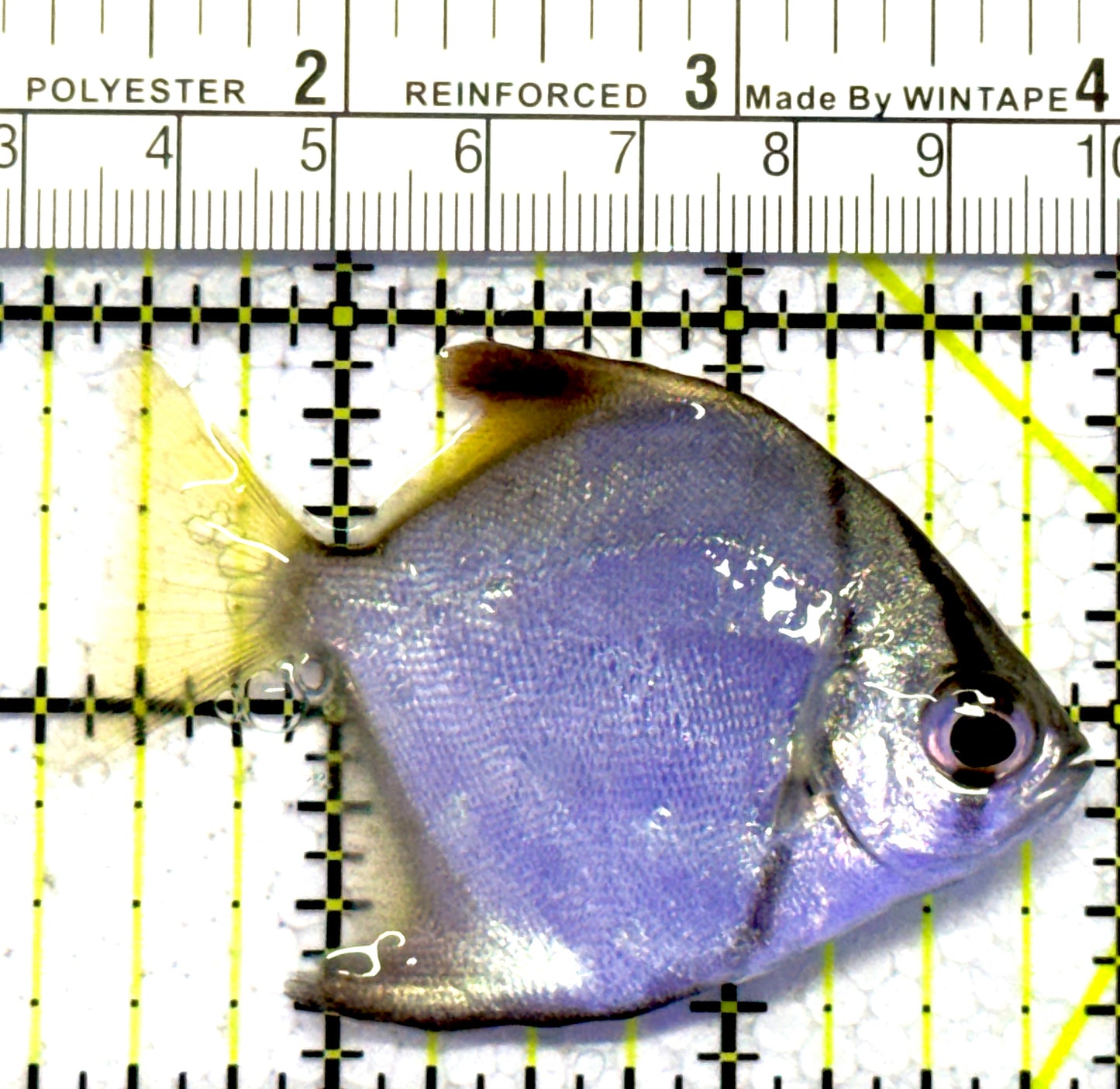 Mono Angelfish MA122601 WYSIWYG Size: ML 2.75" approx