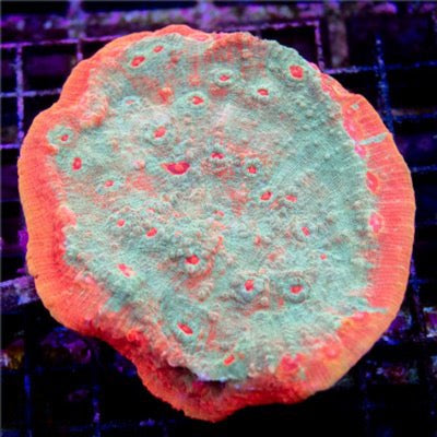 Indo Grade A Chalice Mother Colony IGACMC101302 WYSIWYG