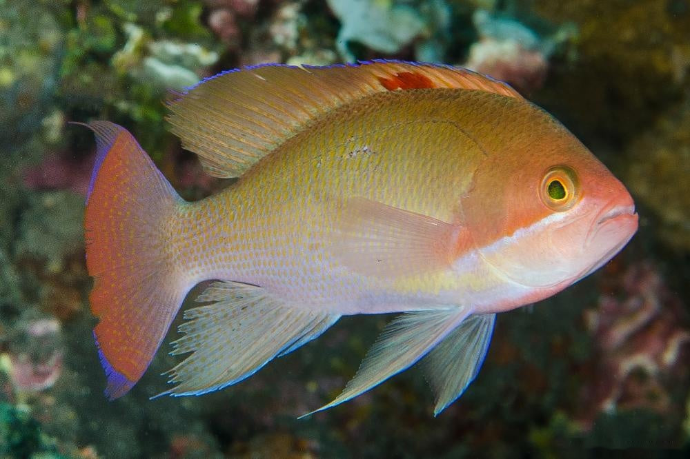 Stocky Anthias Supermale Size: XL 3" to 4" - Violet Aquarium 