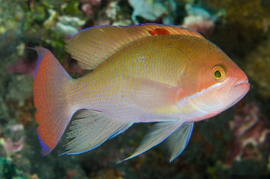 Stocky Anthias Supermale Size: XL 3" to 4" - Violet Aquarium 