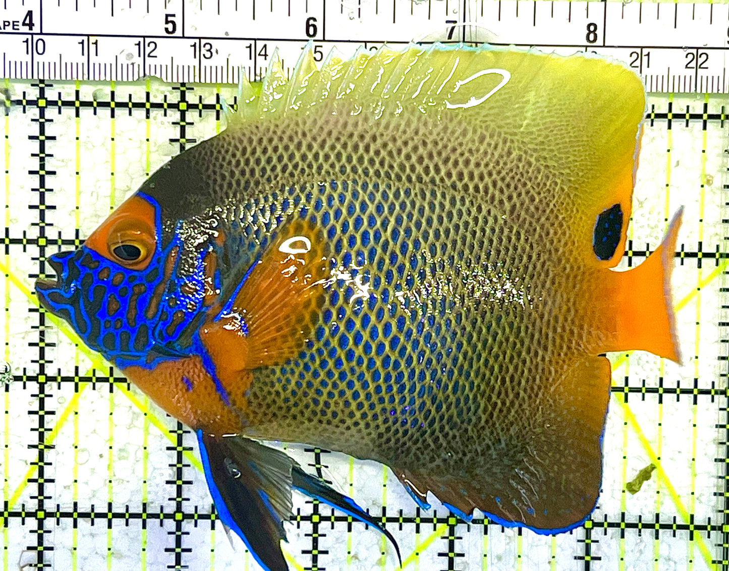 Blueface Angelfish Adult (Sumatra Vibrant Colors) BAA031303 WYSIWYG Size: XL 5.25" approx