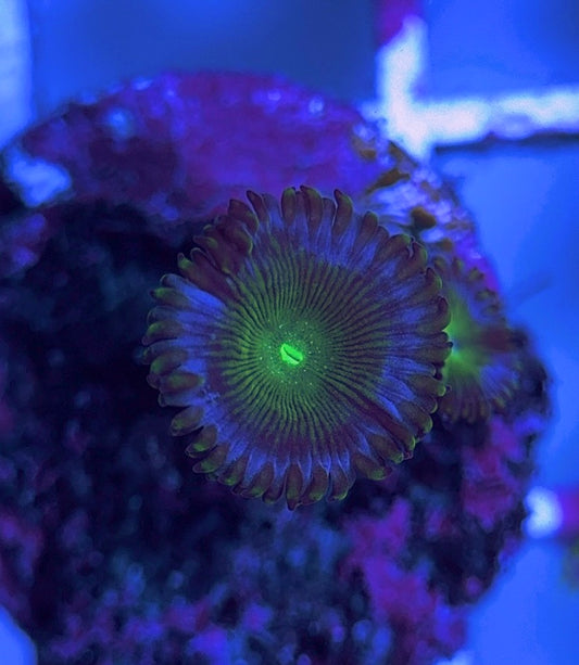 Aquacultured Zoanthids/Playthoa AZP031607 WYSIWYG