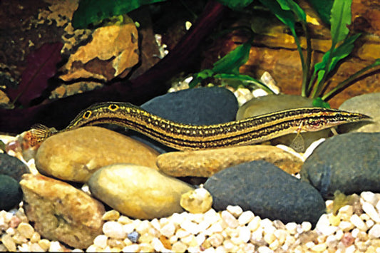 African Starry Night Eel