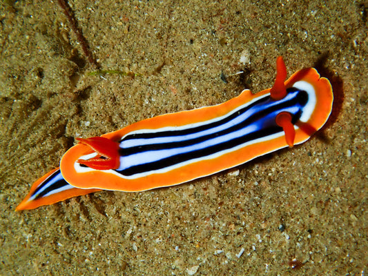Pyjama Nudibranch