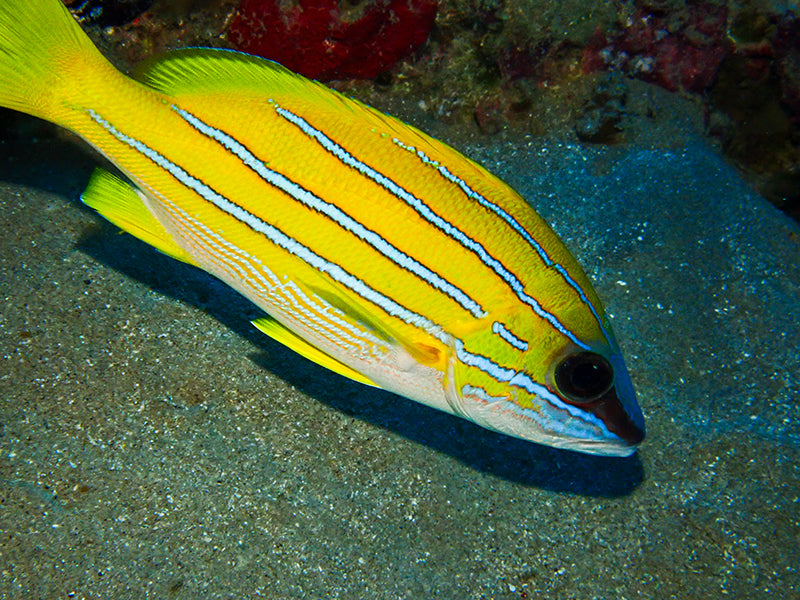 Blueline Snapper Size: SHOW 7" and Above - Violet Aquarium 