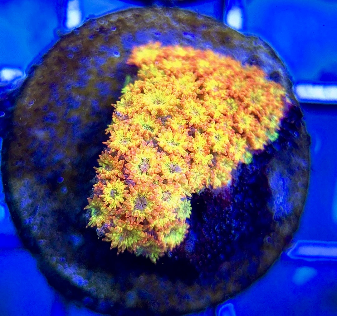 Laffy Taffy Goniopora Minor (Aquacultured) Size: M 0.5" to 1" Approx - Violet Aquarium 