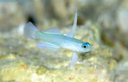 Blue Eye Goby