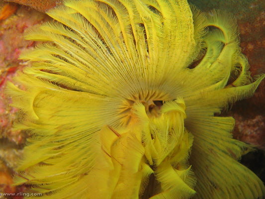 Royal Golden Yellow Feather Duster - Violet Aquarium 