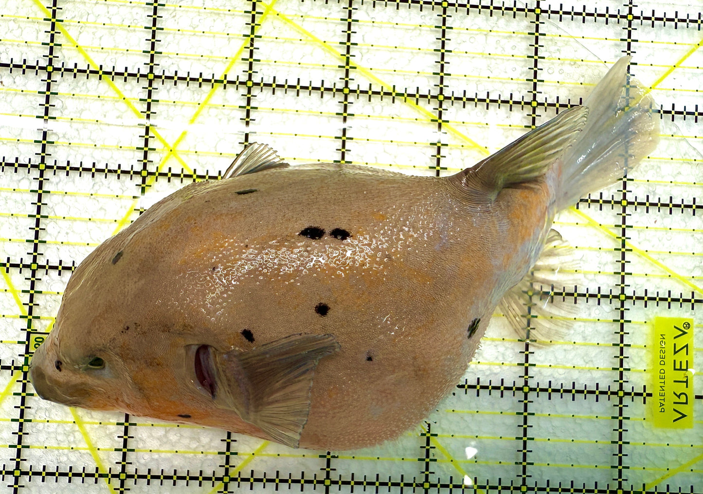 Dogface Puffer Fish DP040201 WYSIWYG Size: XL 6.5" approx