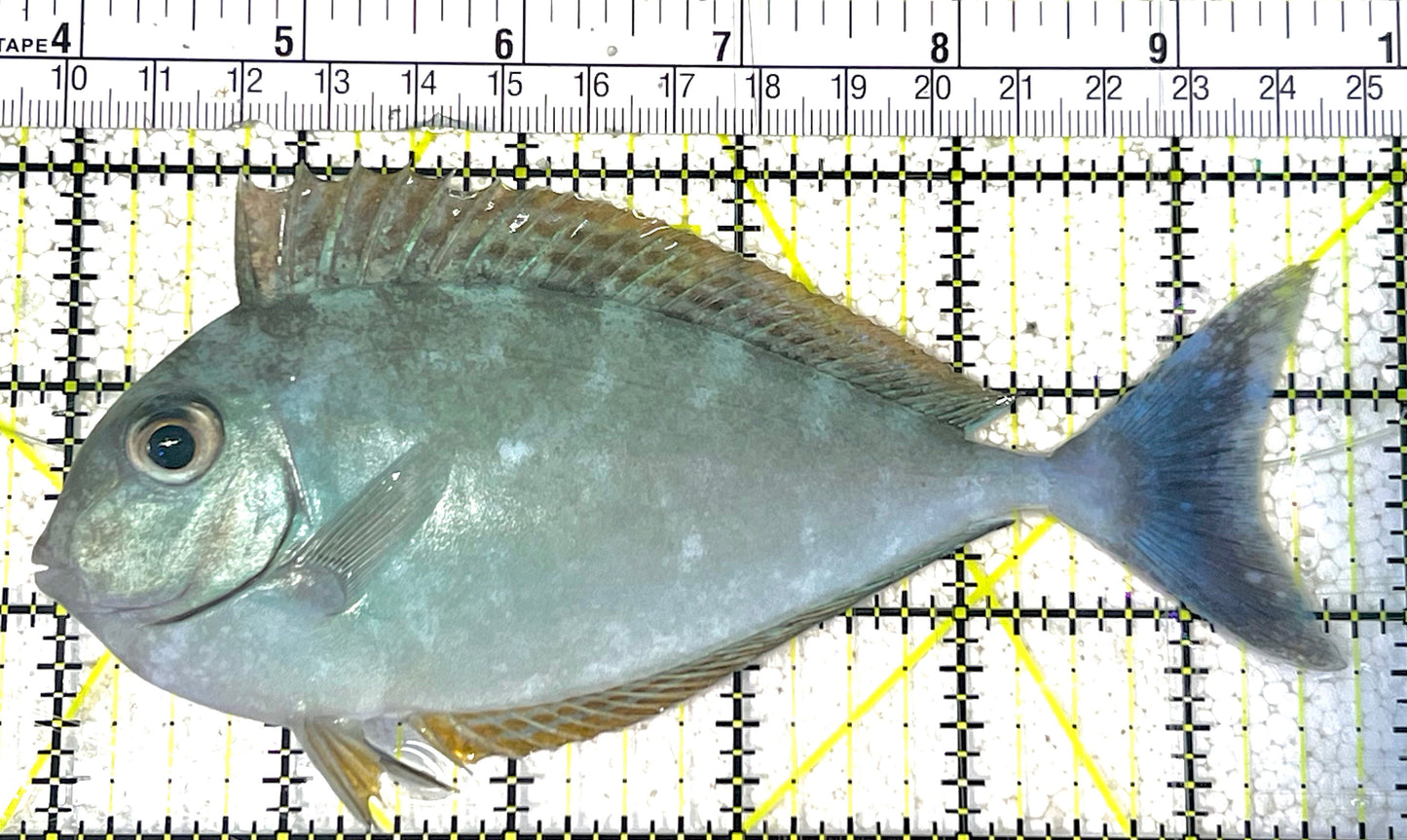 Black Tongue Blue Tail Unicorn Tang BTBTUT032102 WYSIWYG Size: L 6" approx