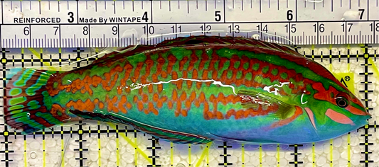 Red-Lined Wrasse Special grade (Tonga) Size: L 4" to 5"