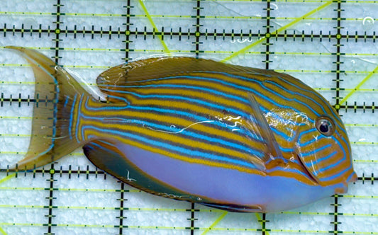 Clown Tang CT040102 WYSIWYG Size: ML 4.5" approx
