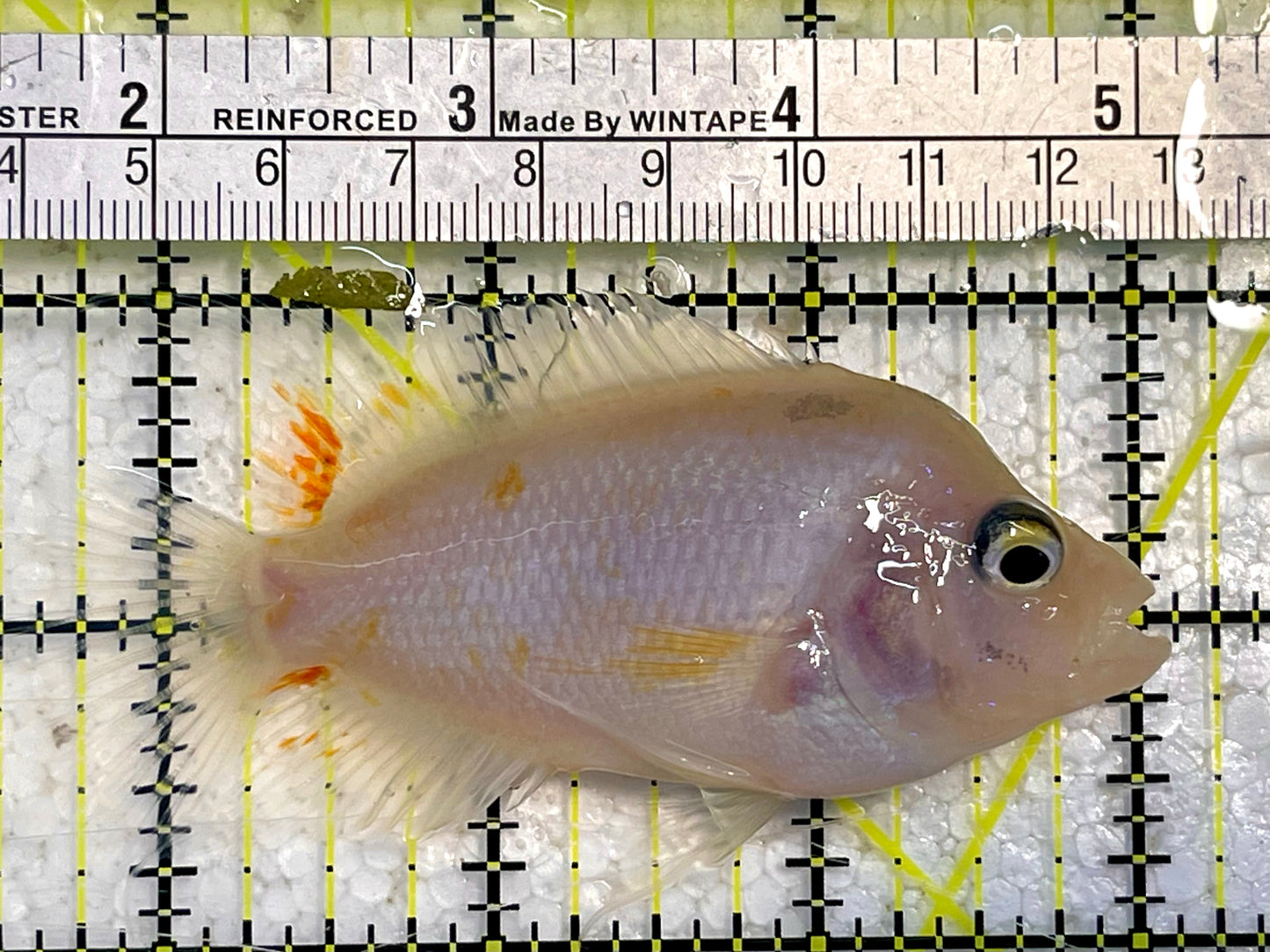 Flowerhorn Cichlid FC12002 WYSIWYG Size: S 3.5" Approx