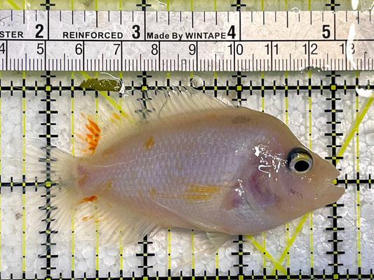 Flowerhorn Cichlid FC12002 WYSIWYG Size: S 3.5" Approx