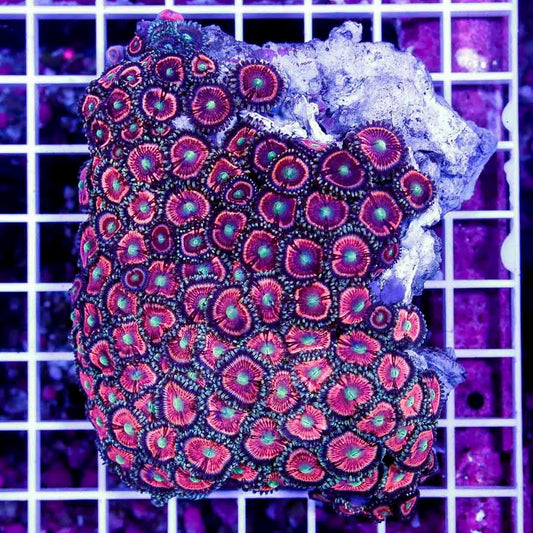 Ultra Aussie Big Pink Gold Palythoa Mother Colony UABPGPMC022704 WYSIWYG
