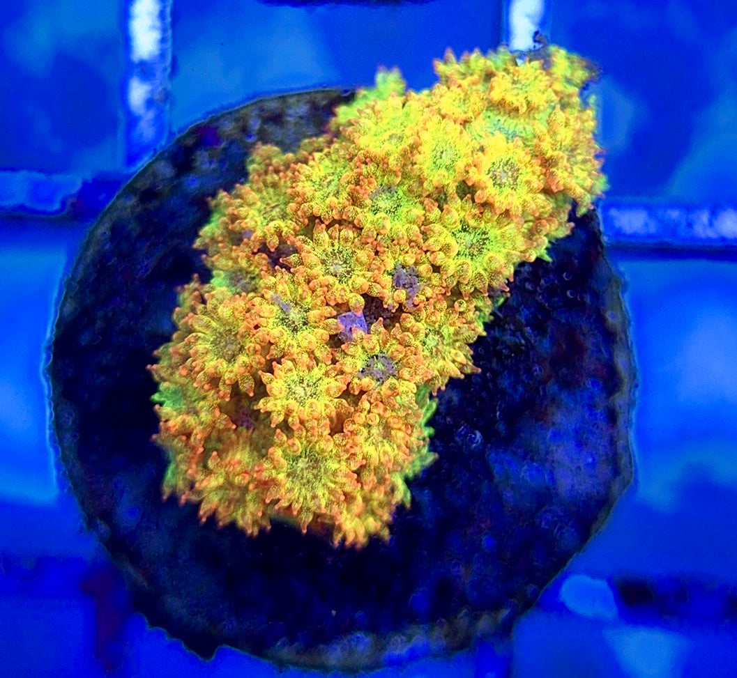 Laffy Taffy Goniopora Minor (Aquacultured) Size: M 0.5" to 1" Approx - Violet Aquarium 