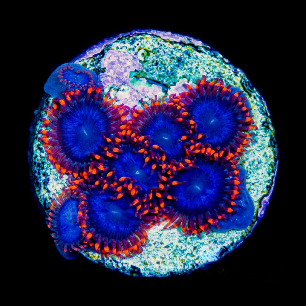 Captain Falcon Zoanthid Frag Size: M 0.5" to 0.75" Approx Frag